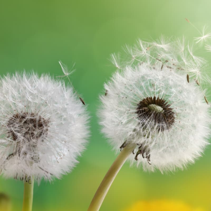 Gros plan sur du pollen de graminée